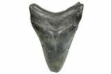 Fossil Megalodon Tooth - South Carolina #368402-1